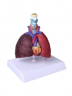 Разборная анатомическая модель лёгких человека Corpo Pulmo