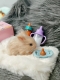 Силиконовый кролик реборн Rebunny